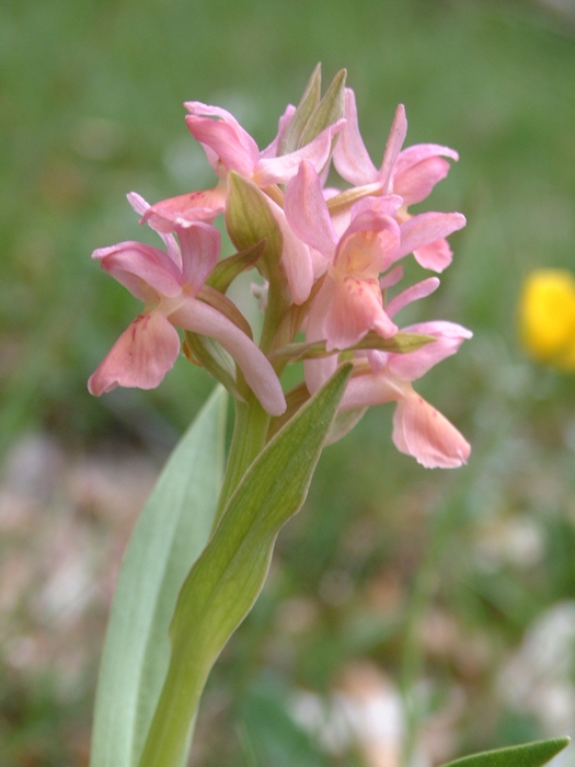 Dactylorhiza sambucina / Orchide sambucina